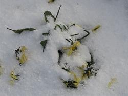 雪に埋もれるパンジー
