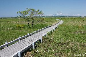 サロベツ湿原センターの遊歩道と利尻富士