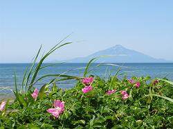 利尻島とハマナス