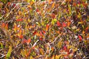 草紅葉