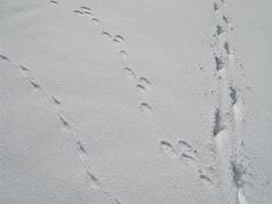 ネズミ（？）、ウサギ、犬の足跡