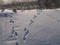 ウサギの足跡