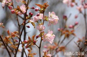 裏庭の桜