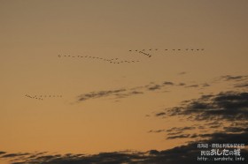 渡り鳥の群れ