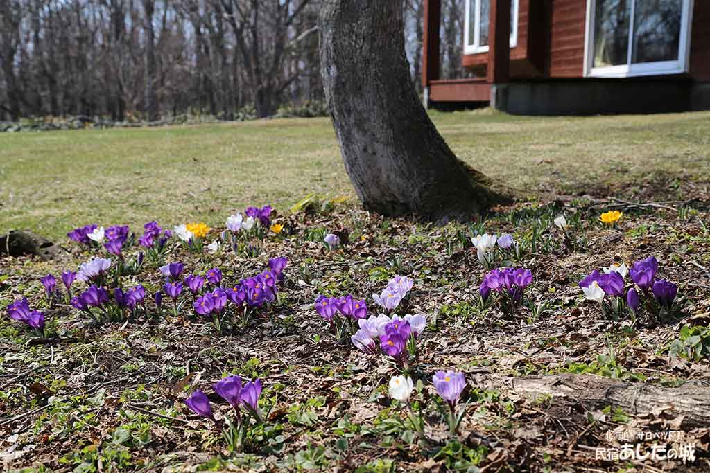 クロッカスが咲いてきたのだけどな サロベツ民宿ブログ